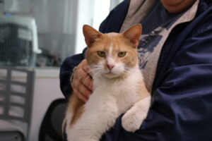 allegan county animal shelter cat adoption